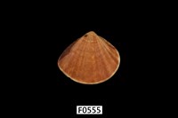 藏品(文蛤)的圖片